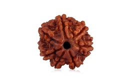 Natural 7 Mukhi Nepali Rudraksha